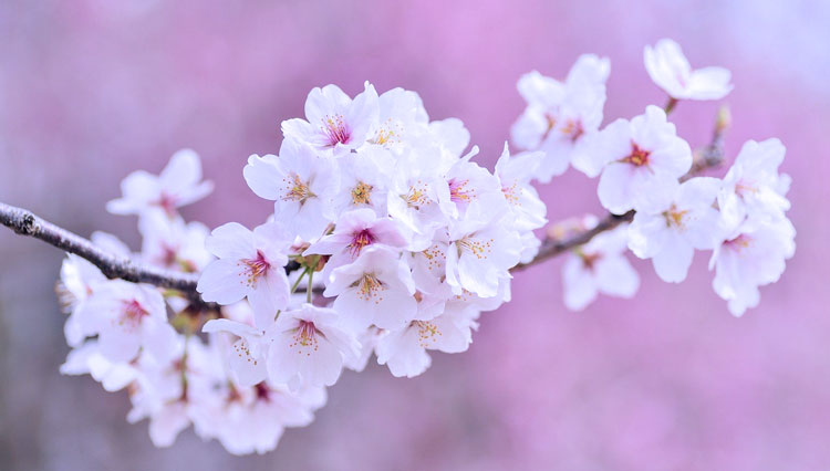 Arti Bunga Sakura di Jepang