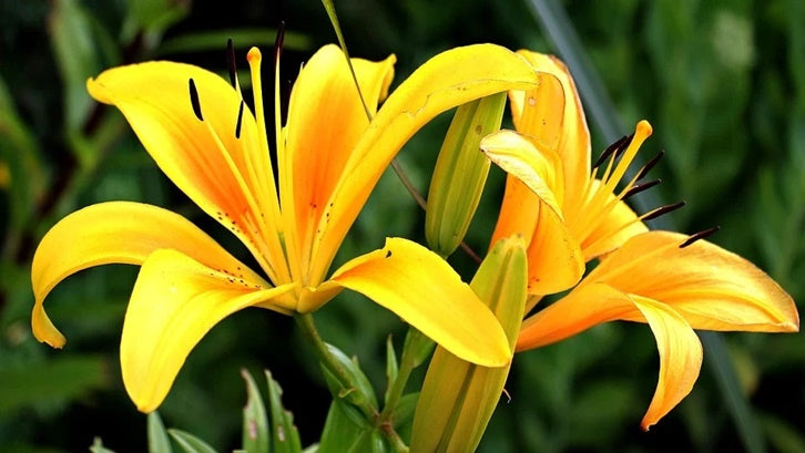 Bunga Lili