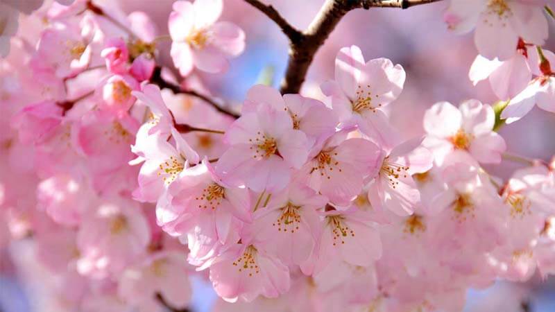 Makna Spiritual Bunga Sakura
