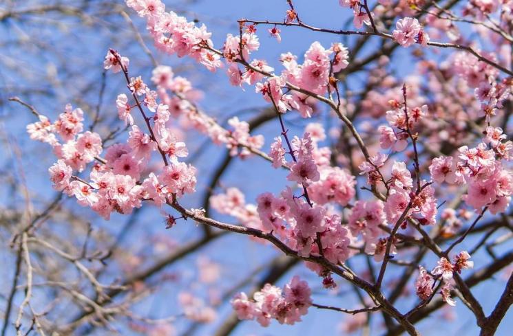 Arti Bunga Sakura Untuk Negara Jepang