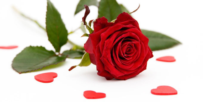 Bunga Dapat Membuat Suatu Momen Lebih Romantis