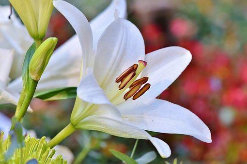 Mengetahui Arti dan Simbol Pada Bunga Lily