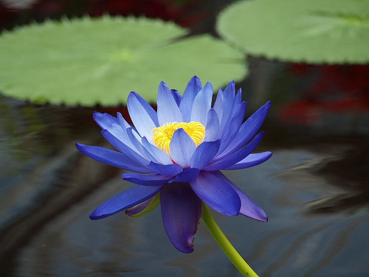Penjelasan Tentang Bunga Lili Biru